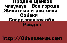 Продаю щенков чихуахуа - Все города Животные и растения » Собаки   . Свердловская обл.,Ревда г.